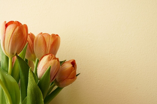 Beautiful a bouquet of Tulips on white background