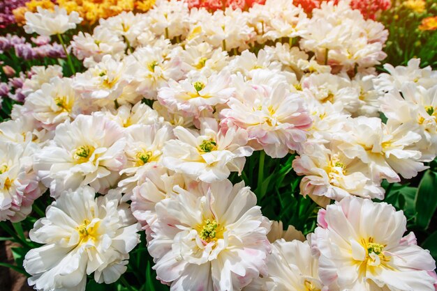 Beautiful bouquet of tulips.