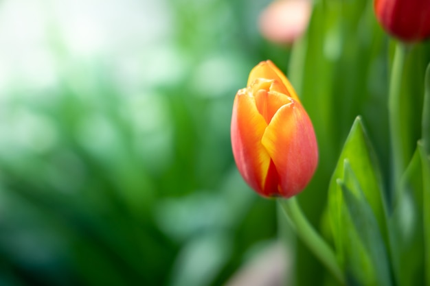 Beautiful bouquet of tulips