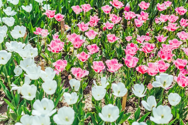 Beautiful bouquet of tulips