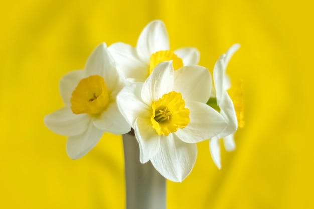 Beautiful bouquet in a vase. White flowers of daffodil on a yellow background. Close up