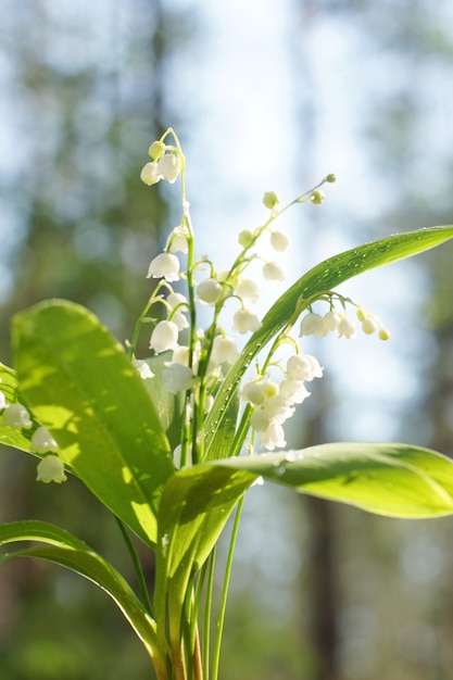 Beautiful bouquet of white lilies of the valley in the forest