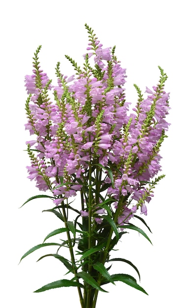 Beautiful bouquet wild flowers Physostegia virginiana isolated on white background Summer Spring Flat lay top view Pink Love Valentine's Day