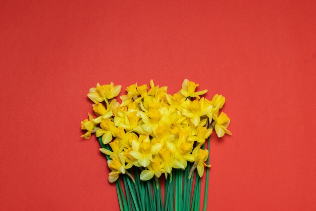 Beautiful bouquet of yellow daffodils on red background