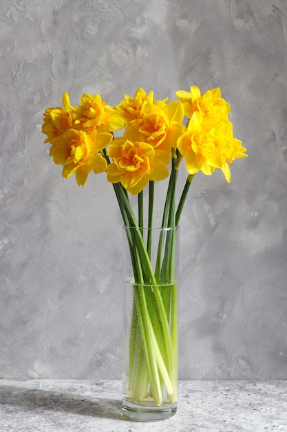 Beautiful bouquet of yellow daffodils in a vase against a gray wall Greeting card for the holidays