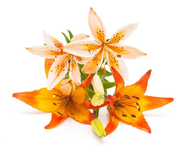 Beautiful bouquet of yellow lilies and red isolated on white background. Flower. Flat lay, top view