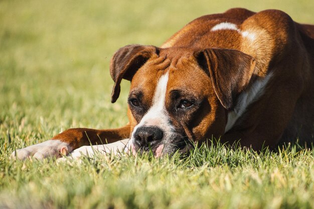 beautiful boxer dog on green meadow