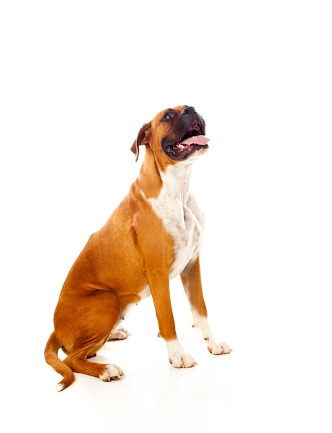 Beautiful boxer dog