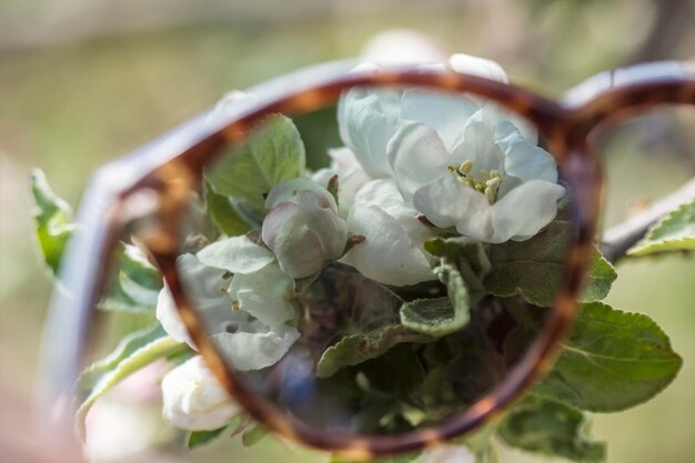 サングラスを通して撮影されたリンゴの花の美しい枝