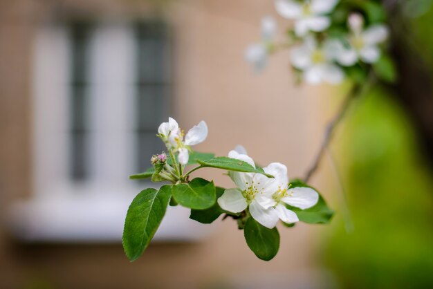 Beautiful branch of a blooming apple tree with white flowers in the spring garden