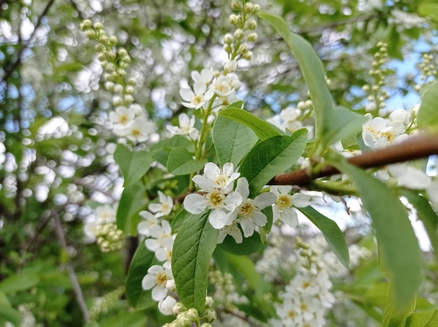 beautiful branch blooming bird cherry closeup garden horticulture season trees flowering