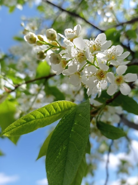 красивая ветка цветущая черемуха крупным планом сад садоводство сезон деревья цветение