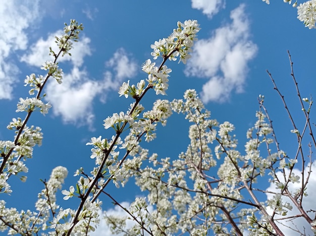 beautiful branch blooming plums against the background blue cloudy sky garden horticulture