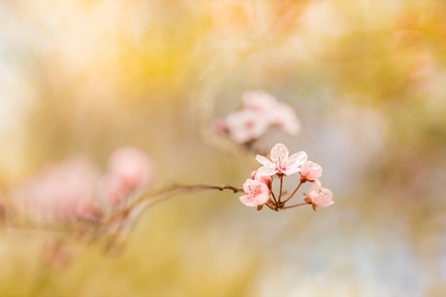 꽃이 만발한 벚꽃 파스텔 컬러 일몰 하늘 봄 자연 근접 촬영 배경의 아름 다운 지점