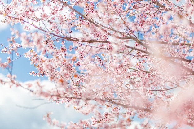 Beautiful branch of a blossoming cherry pastel colored sunset sky Spring nature closeup background