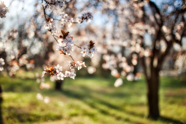 Beautiful branch of a blossoming flowers against sunset sky, warm sunlight, blurred forest landscape