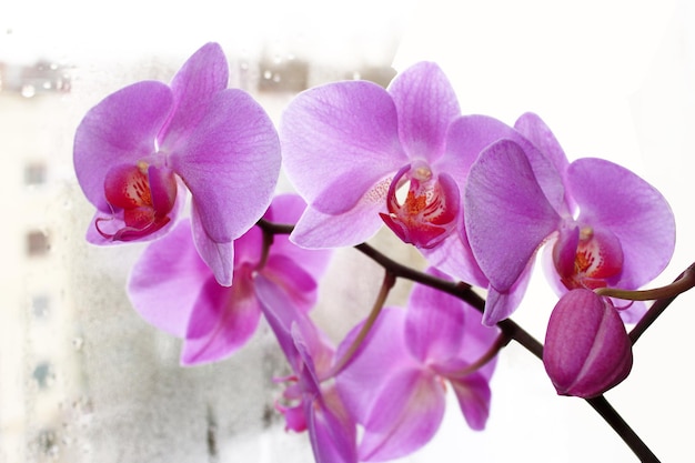 beautiful branch of the blossoming pink orchid at the window