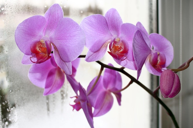 beautiful branch of the blossoming pink orchid at the window