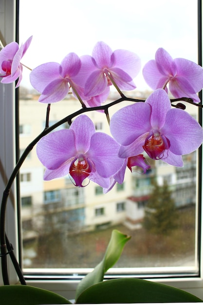 beautiful branch of blossoming pink orchid at the window