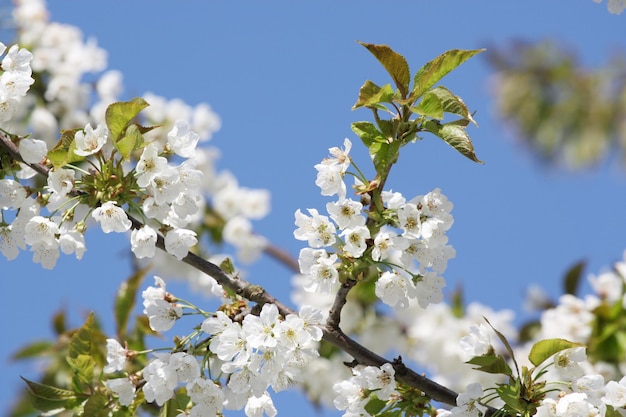 Beautiful branch of blossoming tree in spring