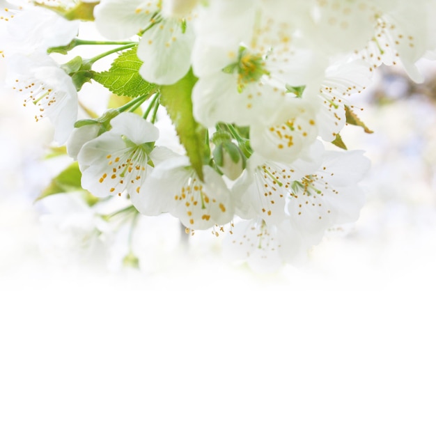 Beautiful branch of blossoming tree in spring