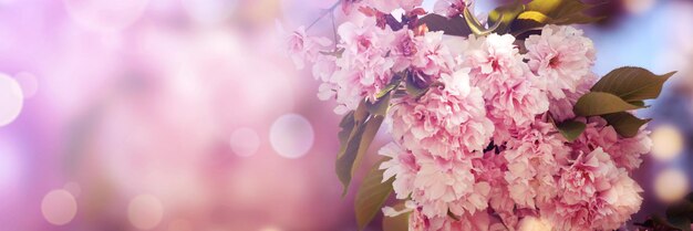 Beautiful branch of blossoming tree in spring