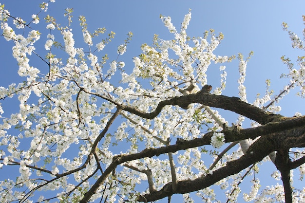 Beautiful branch of blossoming tree in spring