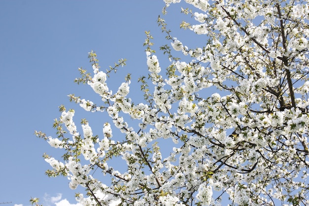 Beautiful branch of blossoming tree in spring