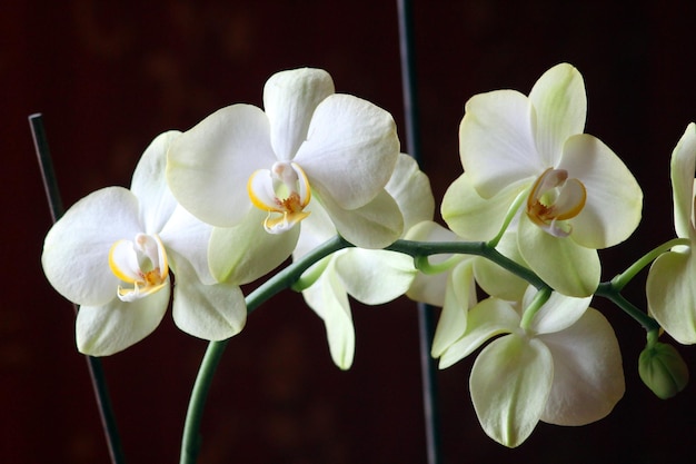 beautiful branch of the blossoming white orchid