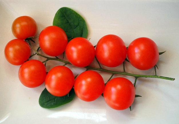 Beautiful branch of cherry tomatoes and basil leaves