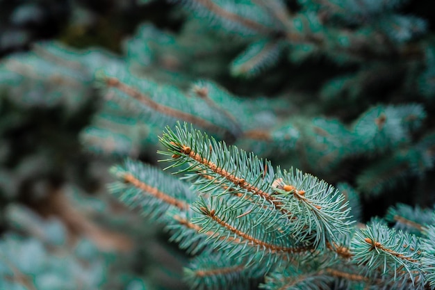 Beautiful branch of green spruce with needles Christmas tree in nature