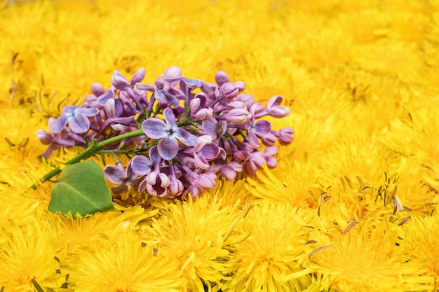 Beautiful branch of lilacs on a yellow field of flowers of dandelions, located one near the other