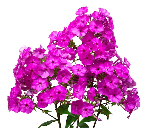Beautiful branch of phlox flowers with leaves isolated on white background