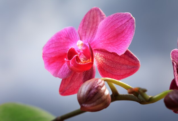 Beautiful branch of pink orchids against cloudy sky