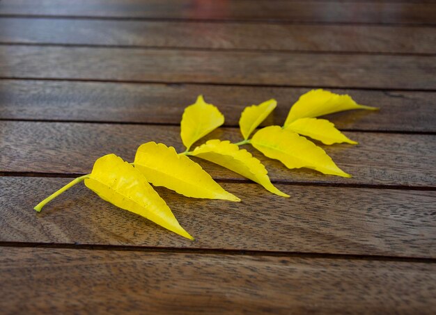 Photo beautiful branch with yellow leaves on the wooden table outdoors