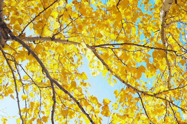 Beautiful branches of a birch forest with yellow autumn leaves against the blue sky.