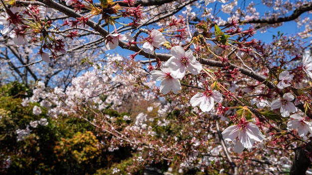 京都の青空を背景に咲く桜の木の美しい枝。日本の桜の木。都会に咲く素晴らしい日本の桜の春の風景。