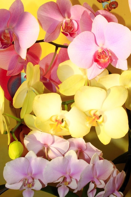 beautiful branches of different colorful blossoming orchids