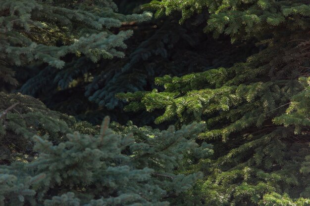 Beautiful branches of the fir tree in the sun light