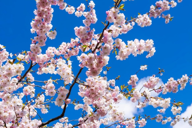 Beautiful branches of pink cherry or Sakura flowers in a park Spring blossoms on blue sky background