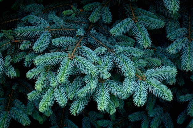 Beautiful branches of spruce with young needles.