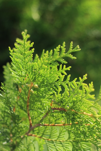 태양이 비추는 thuja 서쪽의 아름다운 가지