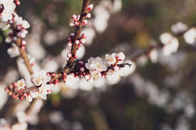 Beautiful branches of white blossoms on the tree Flowers of the apricot blossoms on a spring day