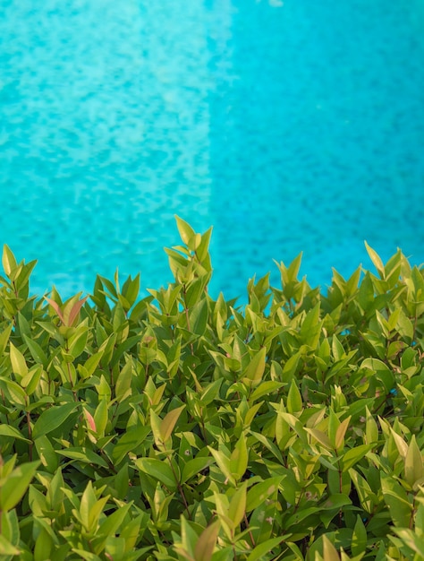 Beautiful branches with blue pond backdrop