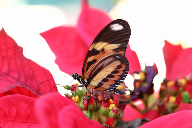 Photo beautiful brazilian butterflies in the garden.