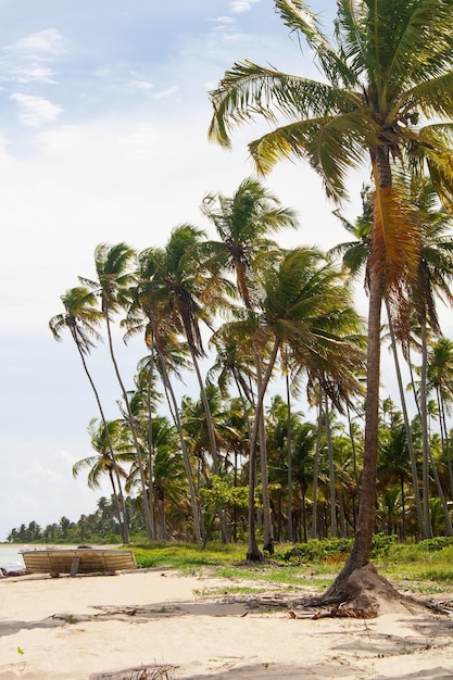 Beautiful Brazilian northeast beach, Alagoas, Brazil