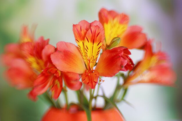 Beautiful bright alstroemeria close up