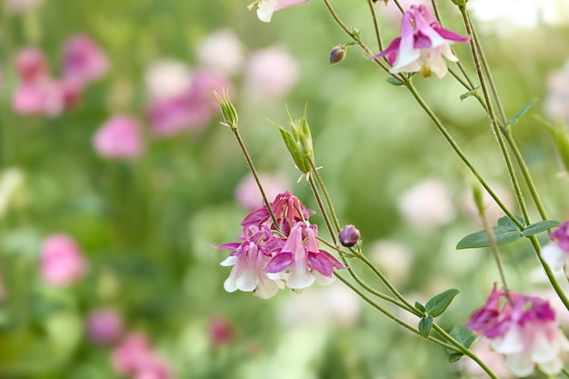 Beautiful bright aquilegia in green garden closeup Spring flowers