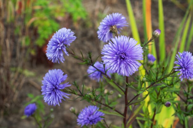 Bellissimi fiori luminosi aster sbocciano in autunno nel giardino