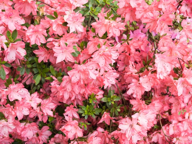 美しい明るい植物の花の背景。